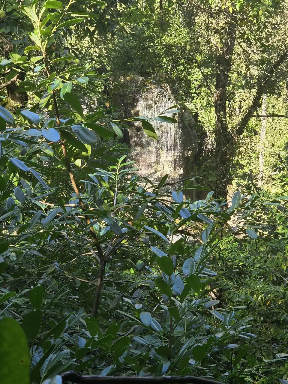 Water falling into a quiet pool surrounded by the lush woodland at Kilfane