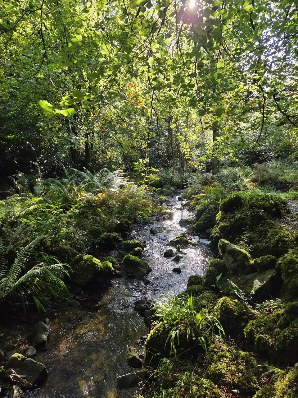 Ferns lining a woodland stream at Kilfane