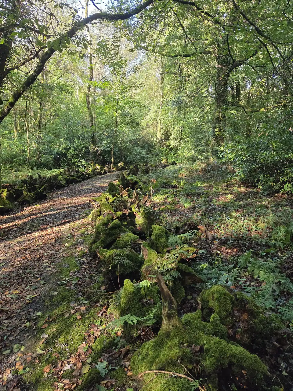 Through the woodland at Kilfane