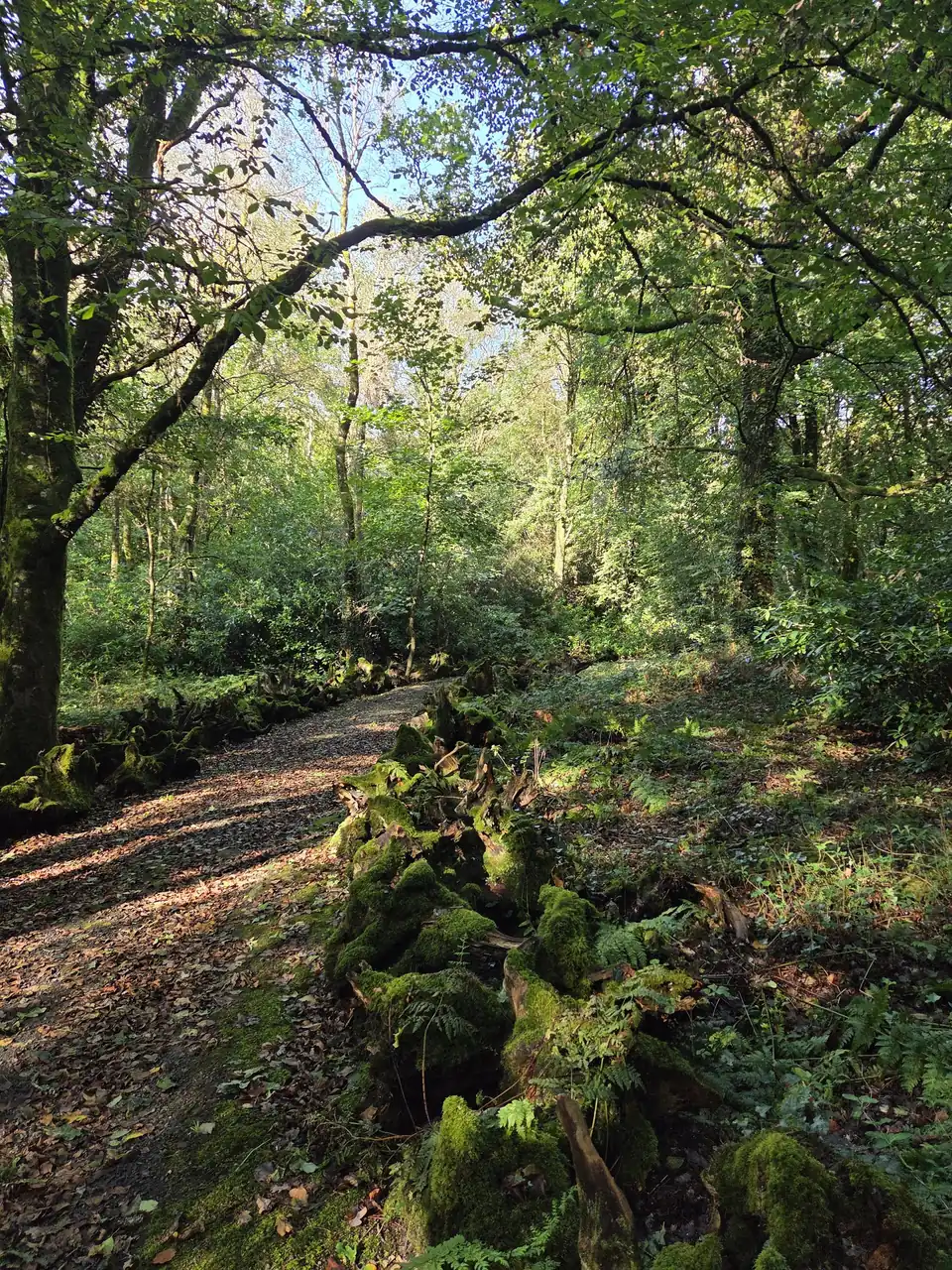 The stumpery at Kilfane